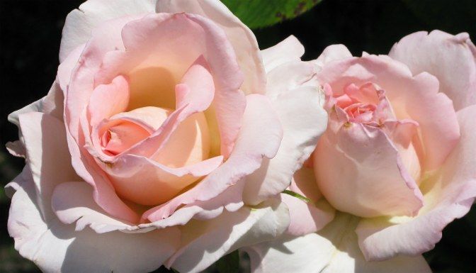  photo PinkPromiseatsjmunigardAARS09IMG_1226_zps9ce75a70.jpg